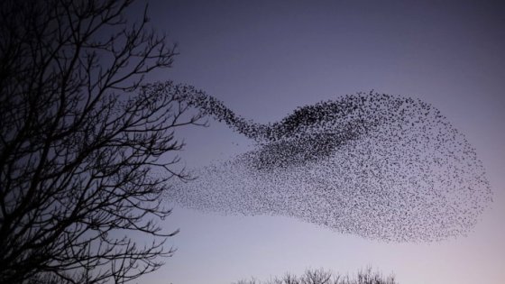 A cloud of starlings in the sky. Photo Progrès /Philippe TRIAS