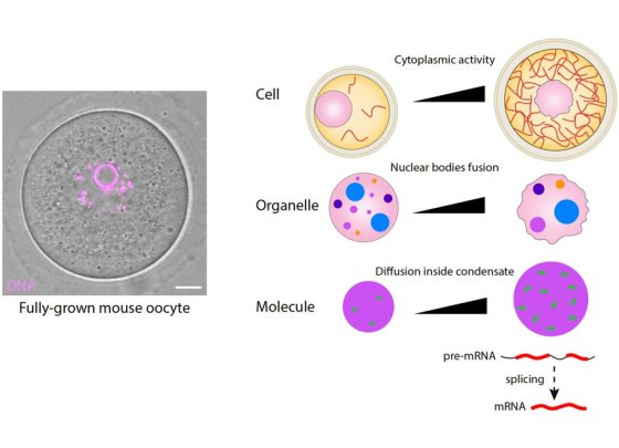 Cytoplasmic actin-based force is a functional scale-crossing organiser