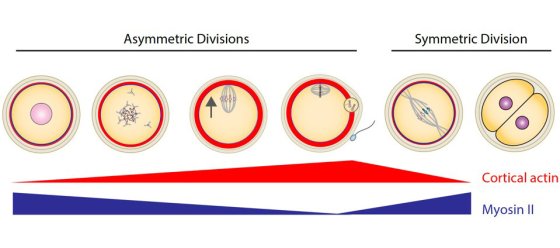 Cortex softening promotes asymmetry while cortex stiffening promotes symmetry